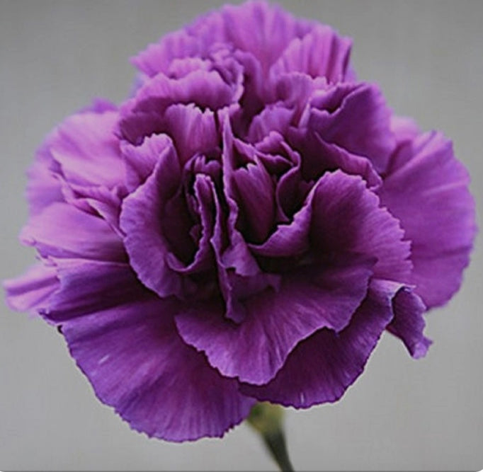 Love or Loathe?…The Carnation