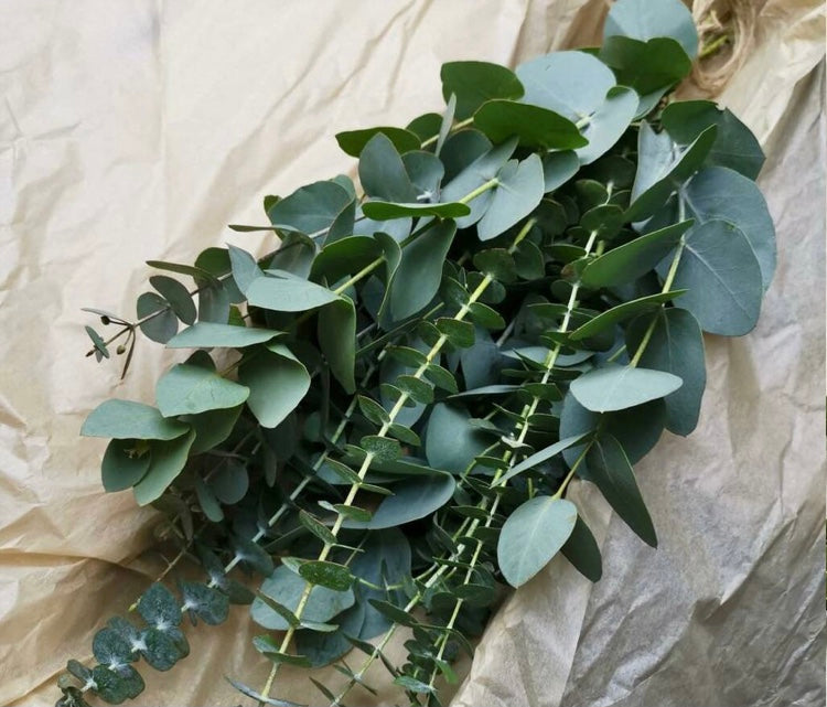 Large Eucalyptus Bundle