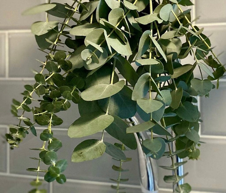 Large Eucalyptus Bundle