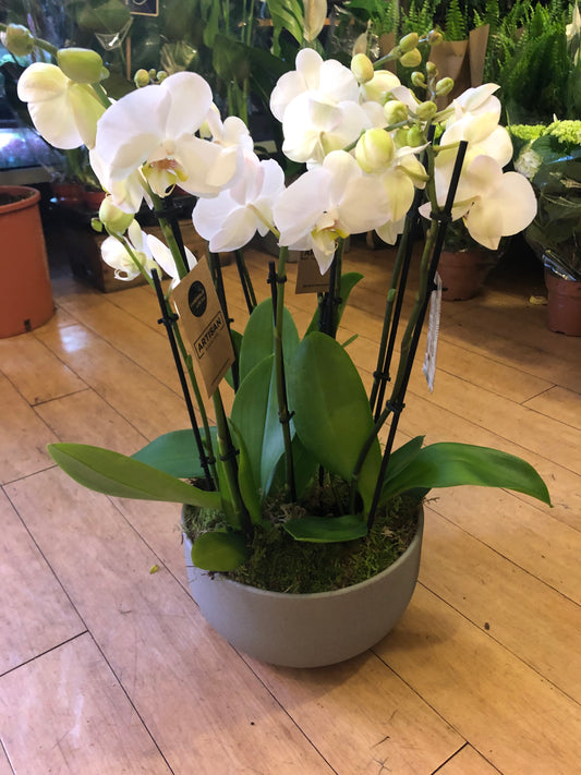 White Phalanopsis Planted Orchid