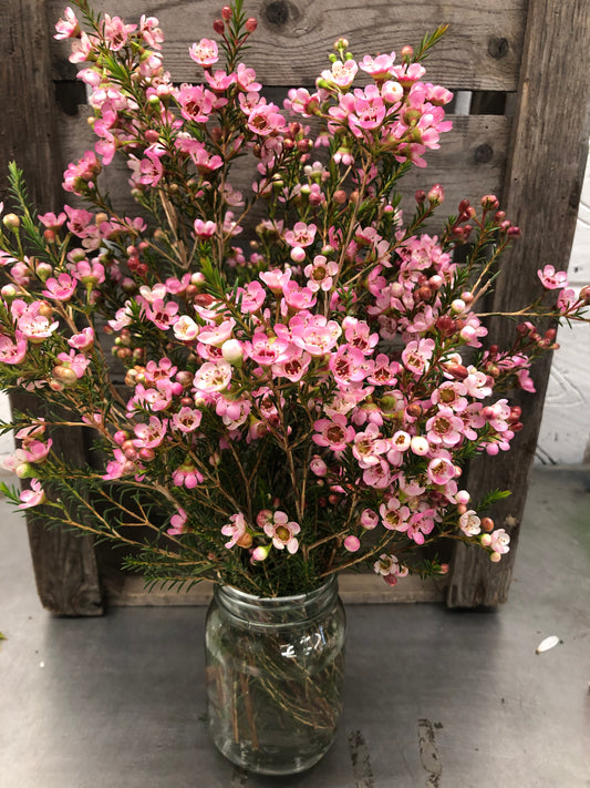 Sweet like Candy Waxflower Jar